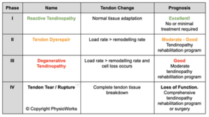 tendinopathy phases