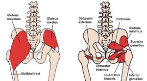 95  How long does it take to recover from a gluteal strain 