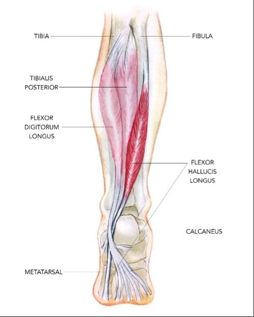 Physiotherapist assessing FHL tendinopathy with foot and ankle clinical testing